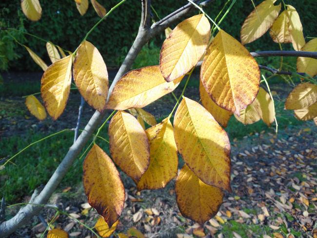 Cladrastis kentukea 'Perkin's Pink'