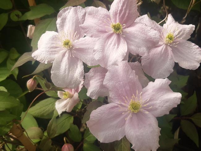 Clematis montana 'Mayleen'