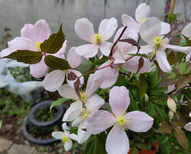 Clematis montana var rubens