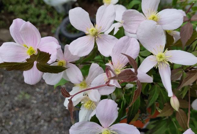Clematis montana var rubens