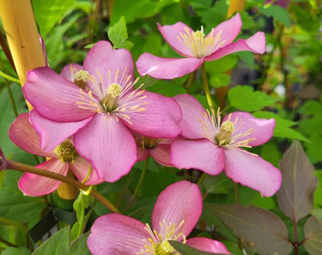 Clematis montana 'Van Gogh'