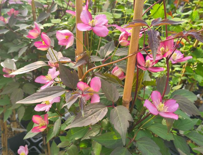 Clematis montana 'Van Gogh'