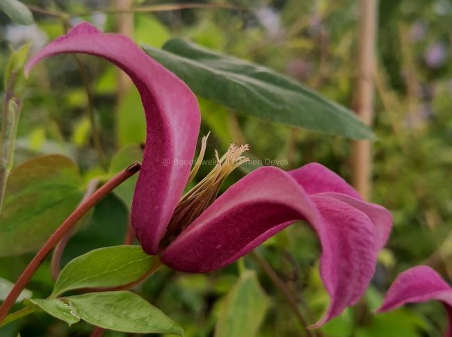 Clematis 'Princess Diana' (Texensis Group)