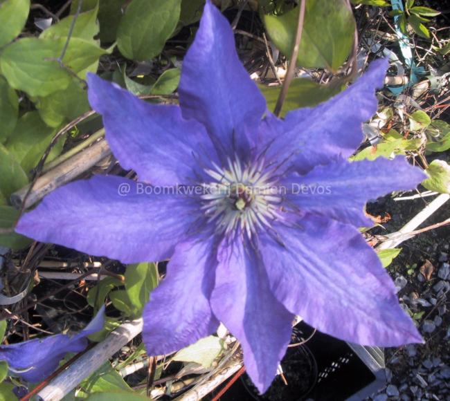 Clematis 'The President'