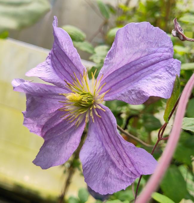 Clematis viticella 'Prince Charles'