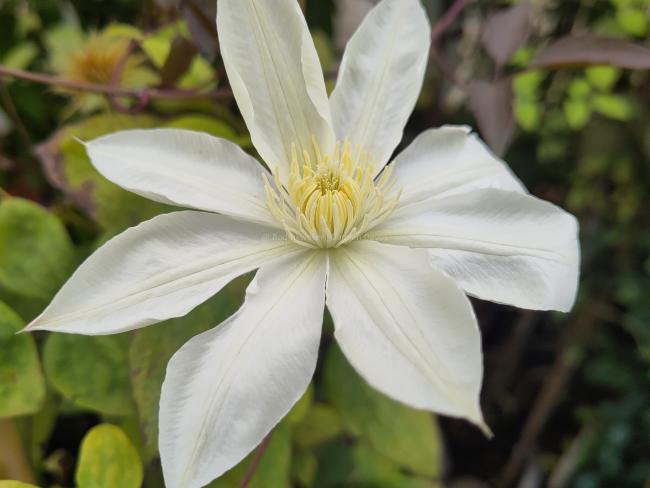 Clematis 'Wada's Primrose'