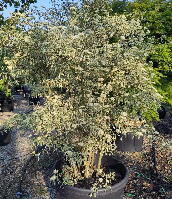 Cornus alternifolia 'Argentea'