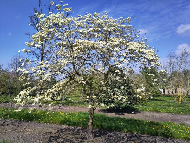 Cornus 'Ascona'