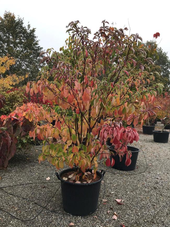 Cornus controversa 'Pagoda'