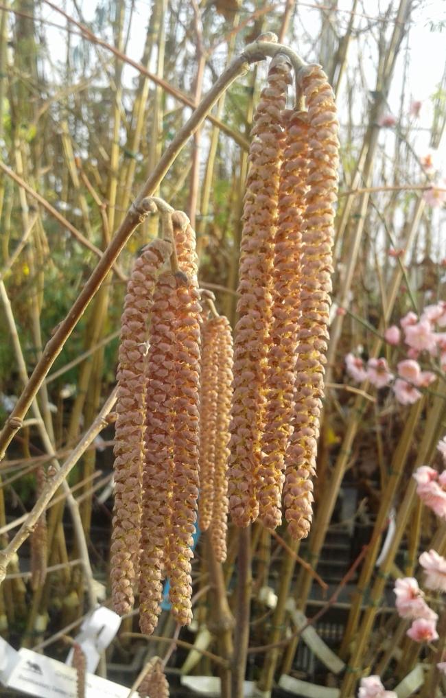 Corylus colurna 'Te-Terra Red'