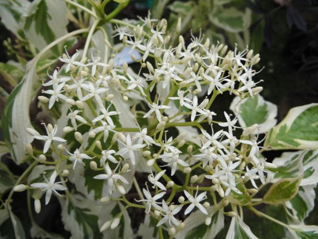 Cornus controversa 'Variegata'