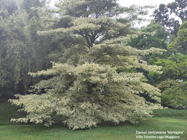 Cornus controversa 'Variegata'