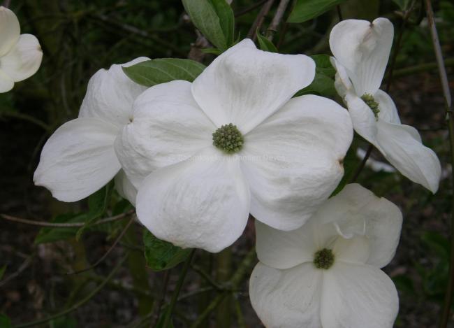 Cornus 'Eddie's White Wonder'
