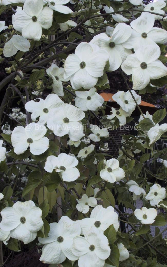Cornus 'Eddie's White Wonder'