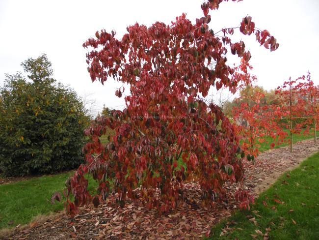 Cornus 'Eddie's White Wonder'