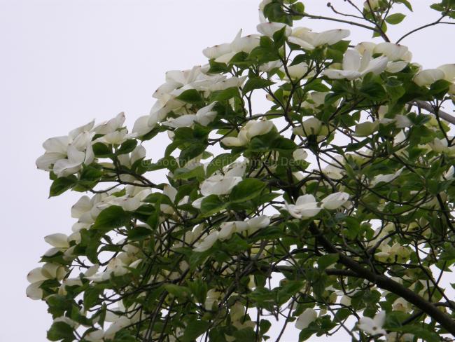 Cornus 'Eddie's White Wonder'
