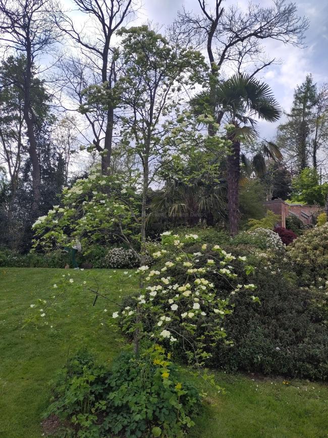 Cornus 'Eddie's White Wonder'