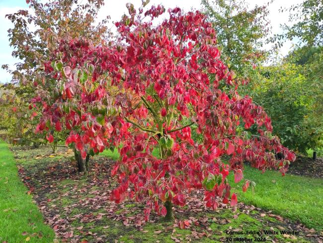 Cornus 'Eddie's White Wonder'