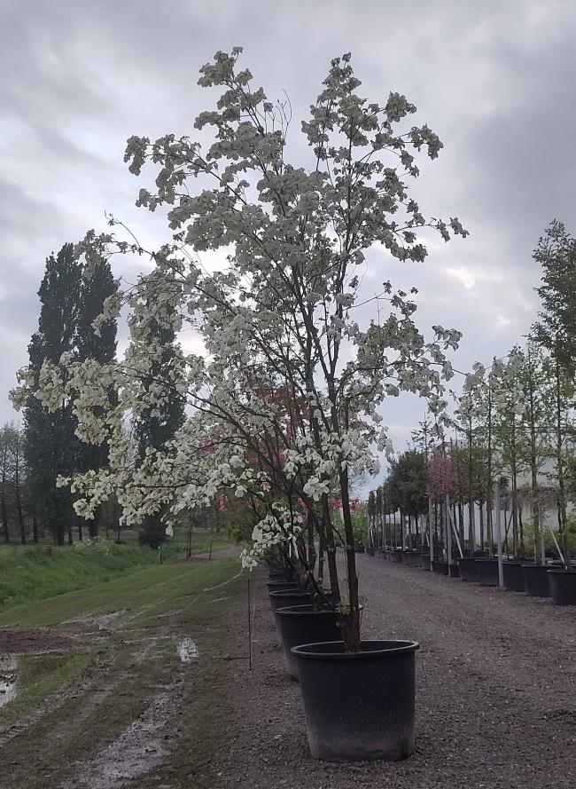 Cornus florida 'Cloud Nine'