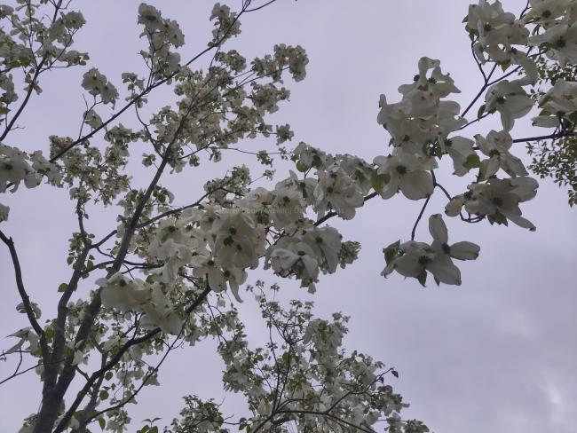 Cornus florida 'Cloud Nine'