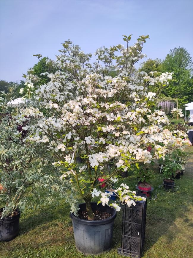 Cornus florida 'Rainbow'