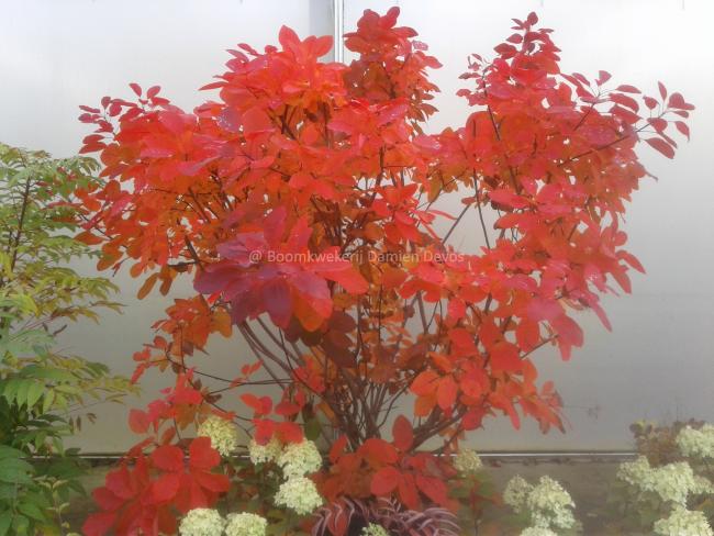Cotinus 'Grace'