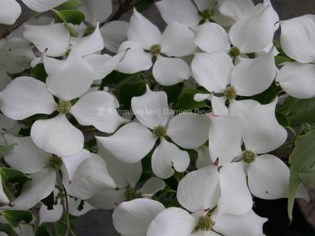 Cornus kousa 'Big Apple'