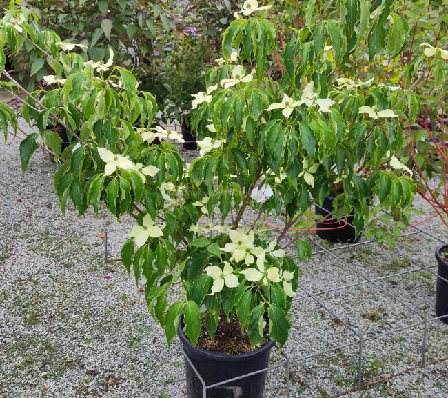 Cornus kousa 'Big Apple'