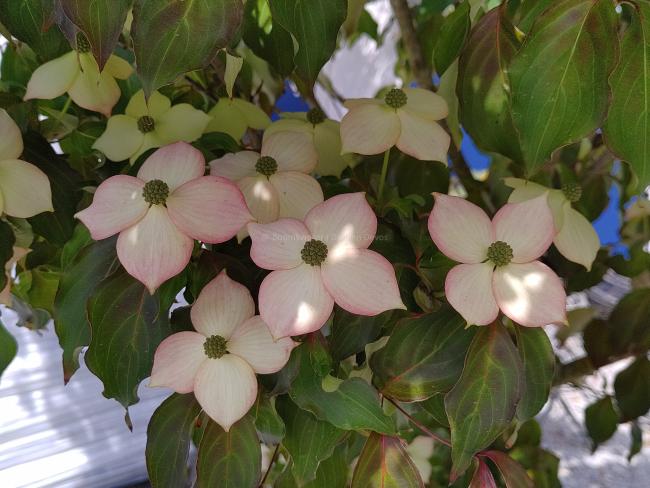 Cornus kousa 'Cappuccino'