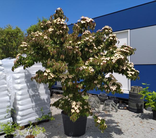 Cornus kousa 'Cappuccino'