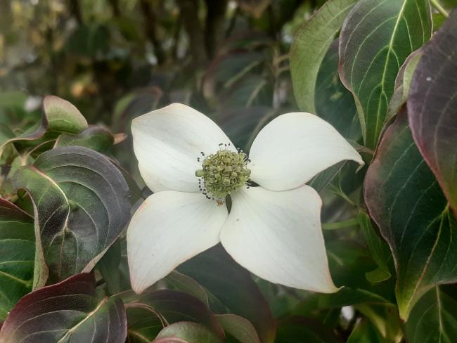 Cornus kousa 'Cappuccino'