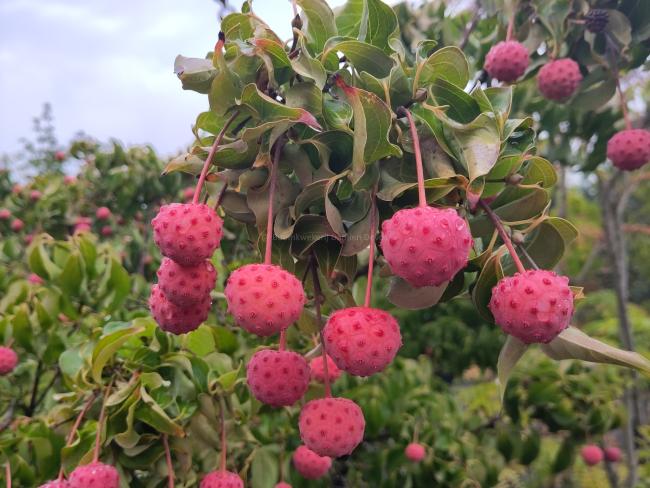 Cornus kousa 'Cappuccino'