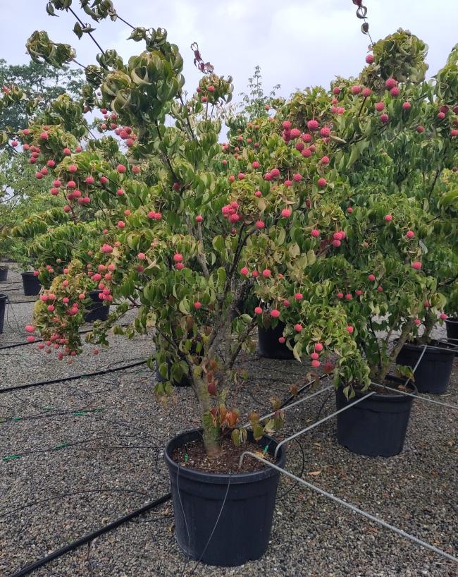 Cornus kousa 'Cappuccino'