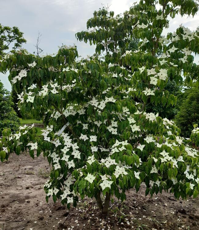 Cornus kousa 'China Girl'