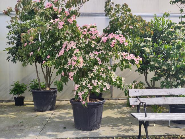 Cornus kousa 'Mount Fuji'