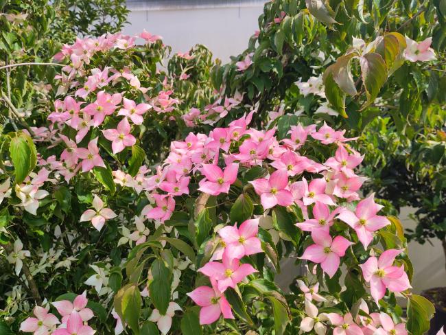Cornus kousa 'Mount Fuji'
