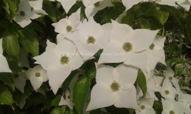 Cornus kousa 'Milky Way'