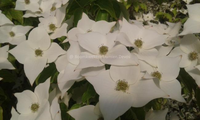 Cornus kousa 'Milky Way'