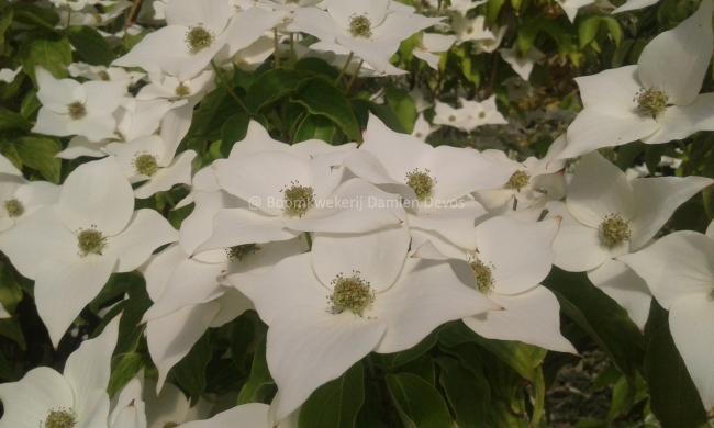 Cornus kousa 'Milky Way'