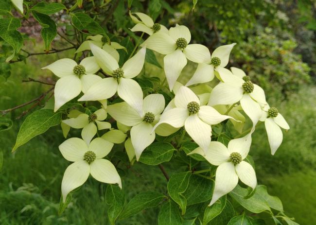 Cornus kousa 'Milky Way'