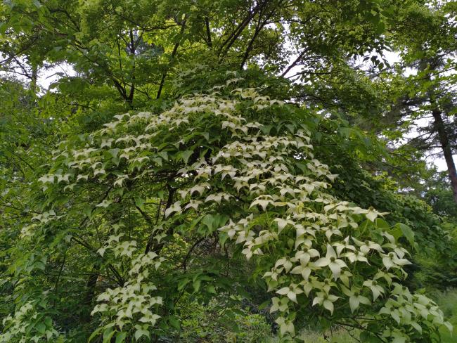 Cornus kousa 'Milky Way'
