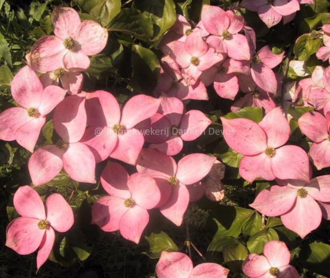 Cornus kousa 'Satomi'