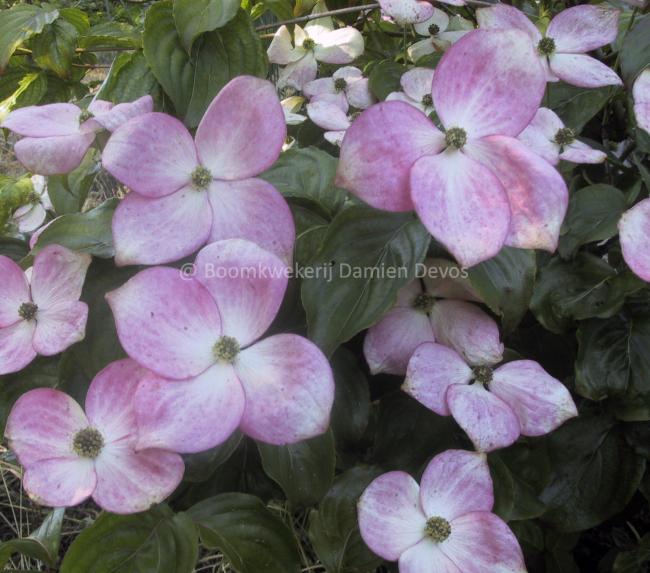Cornus kousa 'Satomi'