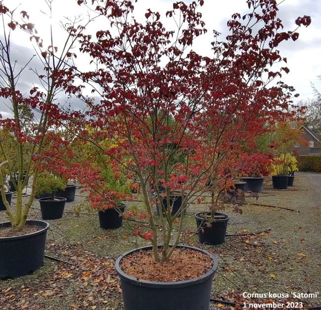 Cornus kousa 'Satomi'