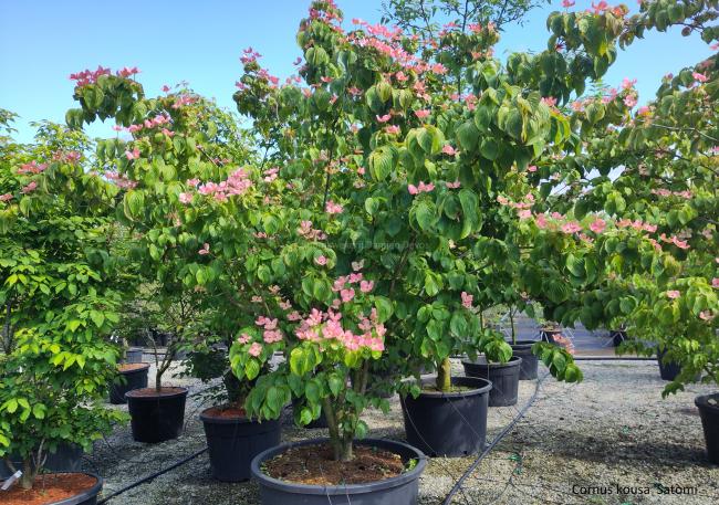 Cornus kousa 'Satomi'