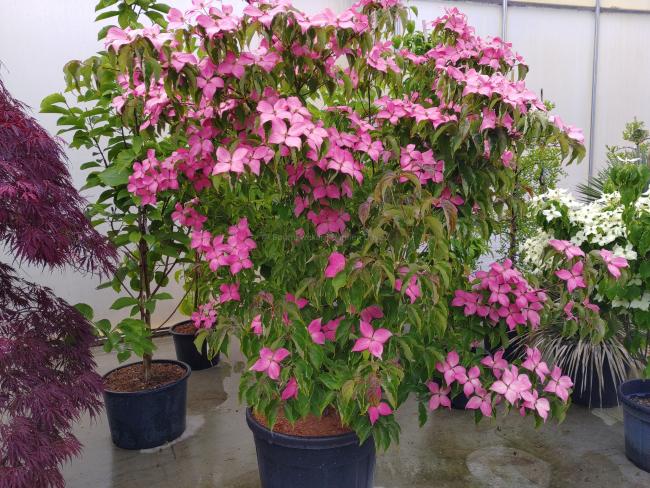 Cornus kousa 'Scarlet Fire'® (='Rutpink')