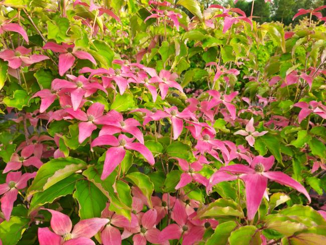 Cornus kousa 'Scarlet Fire'® (='Rutpink')