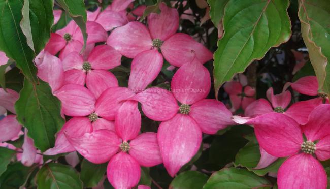 Cornus kousa 'Scarlet Fire'® (='Rutpink')