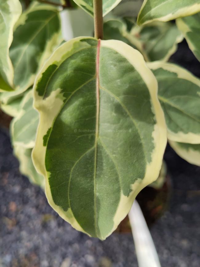 Cornus kousa 'Shira Yuki'