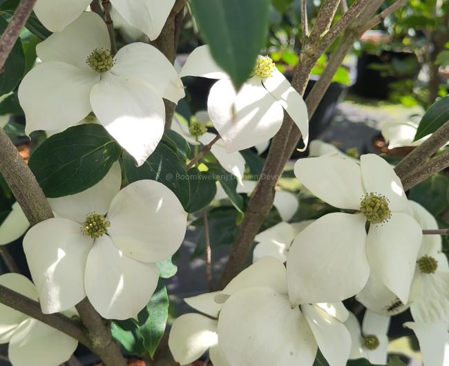 Cornus kousa 'Teutonia'